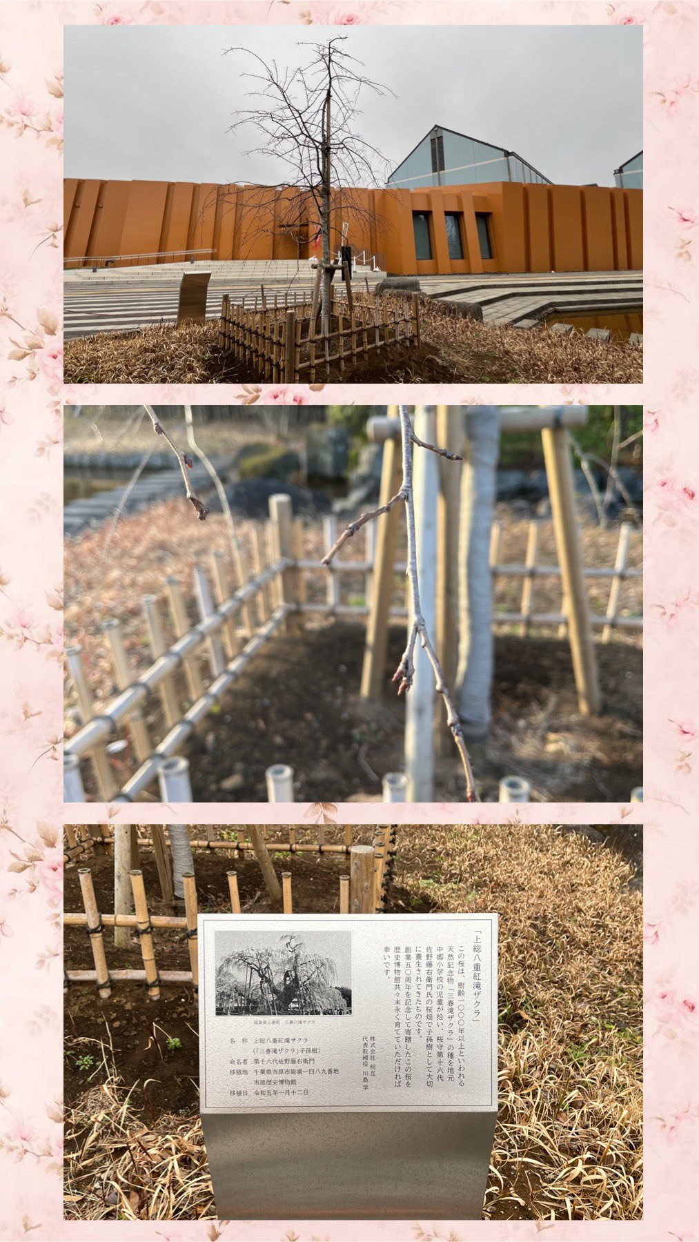 桜の開花準備情報