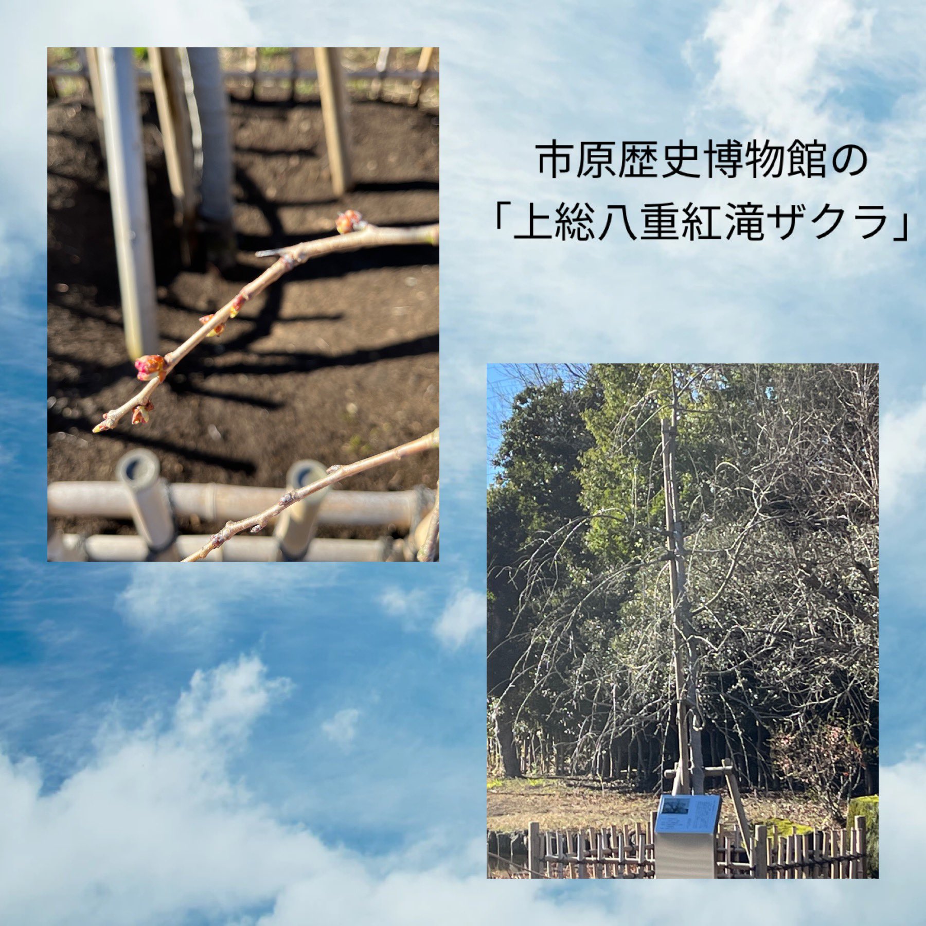 市原歴史博物館の桜