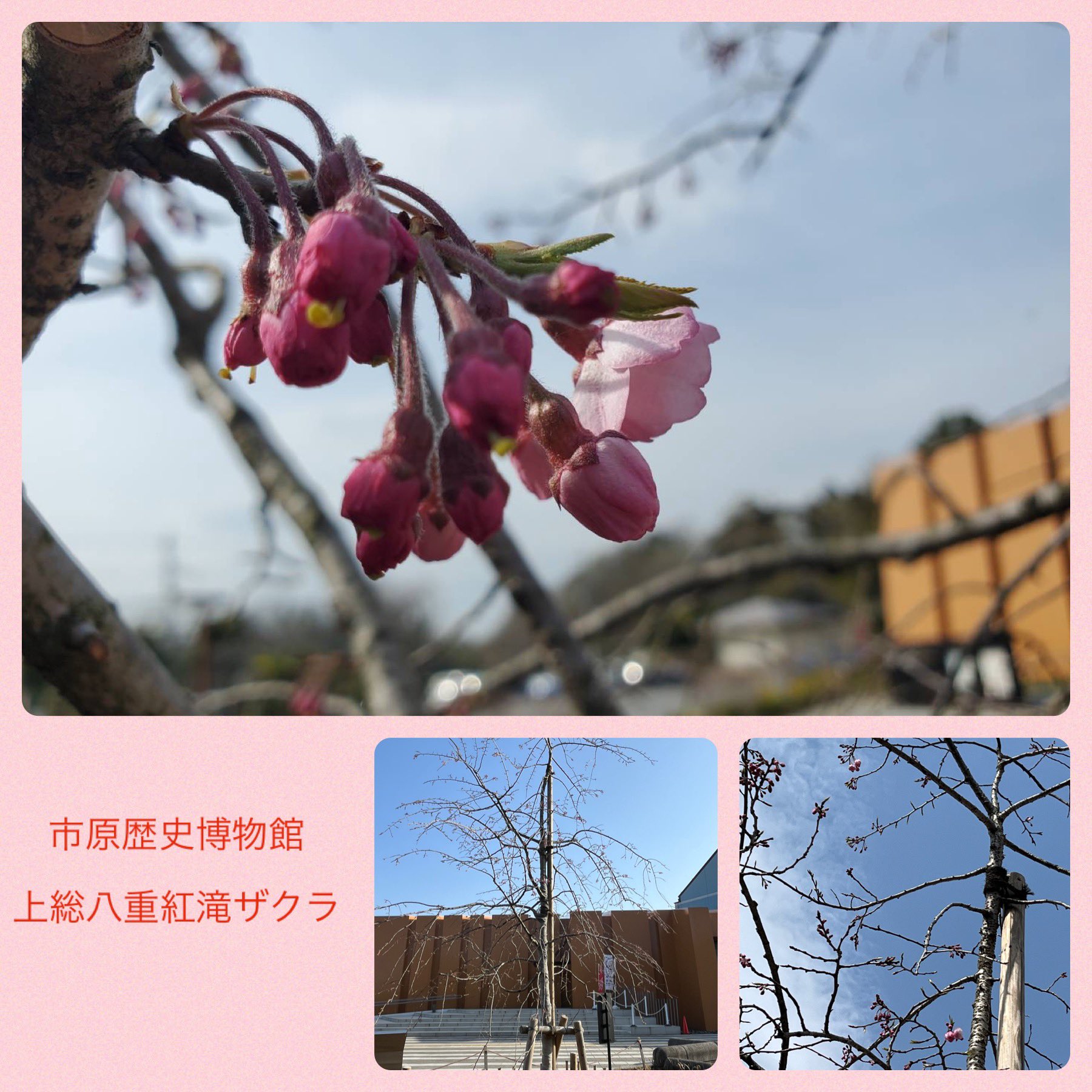 市原歴史博物館の桜の写真