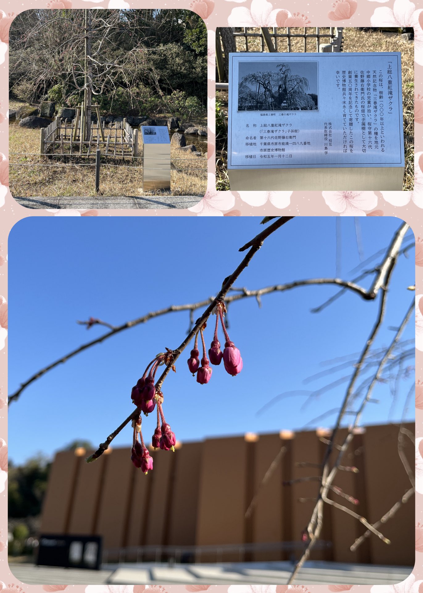 市原歴史博物館の上総八重紅滝ザクラ
