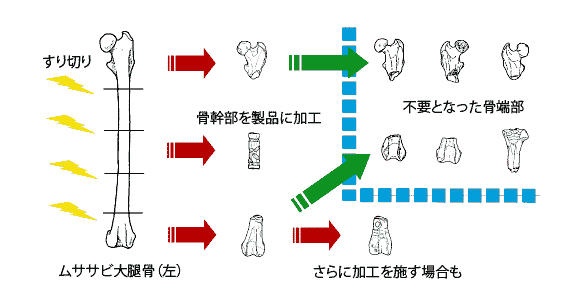 ムササビの大腿骨から加工して作る管状垂飾品の製作過程を示した模式図