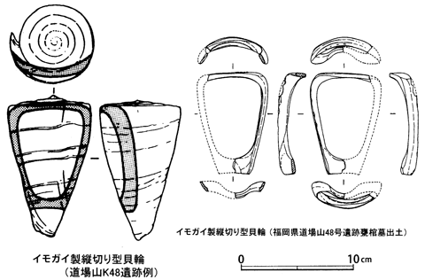 イモガイ製縦切り型貝輪(道場山K48遺跡)のイラスト