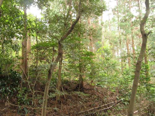 たくさんの木が生い茂る、釈迦山古墳の写真