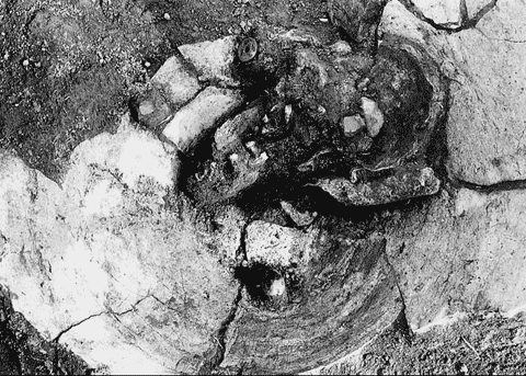 地中に埋まっている老人女性の遺骨と銭の写真