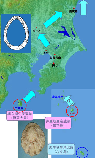 オオツタノハが運ばれたルートの画像