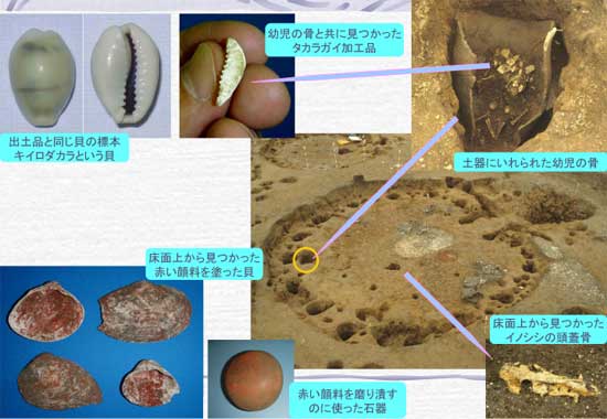 土器の中に入れられた幼児の骨と一緒に見つかったタカラガイの写真とそのタカラガイの標本の写真、床面上から見つかったイノシシの頭蓋骨と、赤い顔料を塗った貝と赤い顔料をすり潰すための石器が出土した場所をそれぞれ示す写真