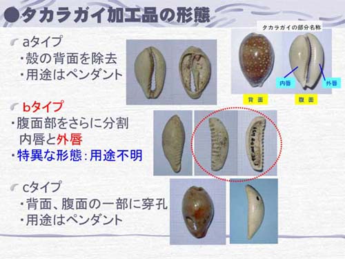タカラガイ加工品の形態についての説明と写真