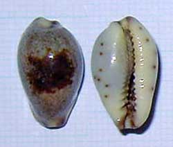 全体的に薄い灰色で茶色い模様が入っているメダカラの腹面と背面の現生標本の写真