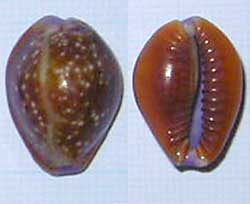 全体的に茶色で白い斑点が付いたカモンダカラの腹面と背面の現生標本写真