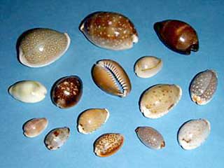 色や大きさの異なるタカラガイ類が並べて置かれている写真