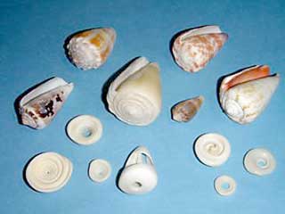 白や、茶色っぽい色が付いたイモガイ類の写真