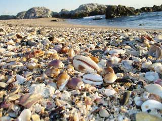 奥に波打ち際が見えている海岸に複数のタカラガイがある写真