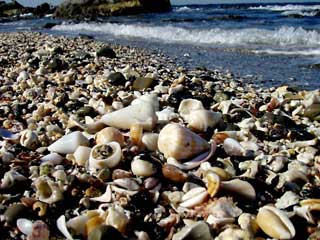 海岸にある沢山の貝殻の中に見えているイモガイの写真