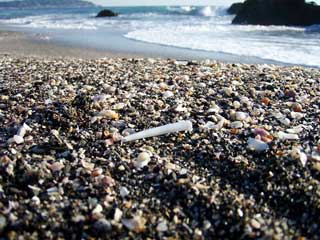 海岸の沢山の貝殻がある中に見えている1つの白いツノガイの写真