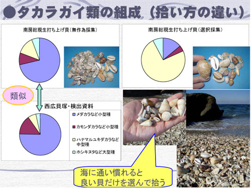 タカラガイ類の組成の円グラフ