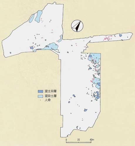貝層と人骨の分布図