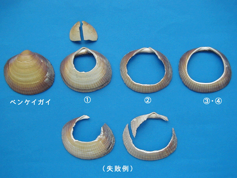 黄褐色のベンケイガイの貝殻が貝輪になっていく工程の写真と失敗して割れてしまった貝輪の写真