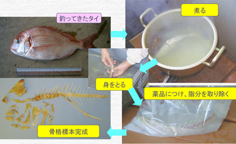左上:物差しで大きさを測っている地面に置かれたタイの写真、右上:大きな鍋でタイを煮ている写真、中央:タイの身を手でほぐしとっている写真、右下:ビニール袋に入った薬品の中に骨を入れている写真、左下:完成した骨格標本の写真