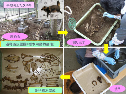 左上:事故死したタヌキを埋めている場所の写真、右上:四角いコンテナの中に埋められたタヌキを掘り出している写真、右下:掘り出したタヌキの骨を1つずづ洗っている写真、左下:パーツごとに分けて並べられているタヌキの骨の写真
