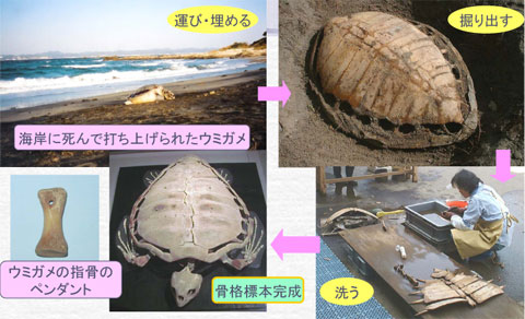 左上:海岸に死んで打ち上げられているウミガメの写真、右上:土から掘り出されたウミガメの写真、右下:ウミガメの骨格を洗っている作業者の写真、左下:骨の一部に小さな穴が開いたウミガメの指骨のペンダントと、完成したウミガメの骨格標本写真の写真