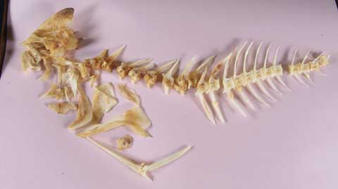 ピンクの紙の上に魚の形状に骨が並べられて置かれているクロダイの標本写真