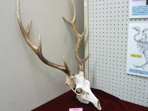 大きな角が付いているニホンジカの頭部の骨格標本写真