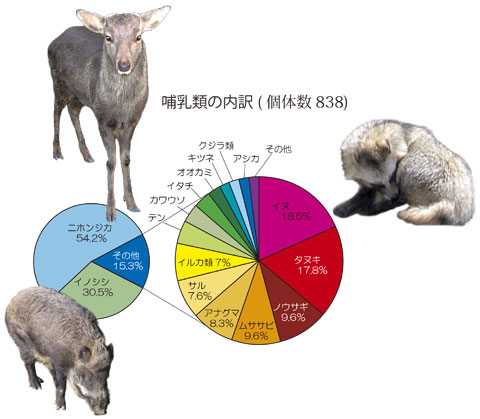 哺乳類の内訳