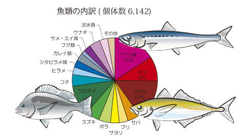 魚類の内訳