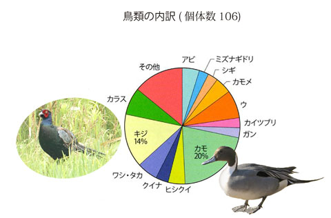 鳥類の内訳