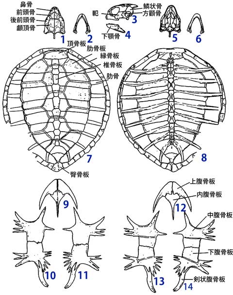 ウミガメの骨格図