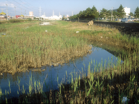 水辺に雑草が生い茂る現在の旧海岸線の写真