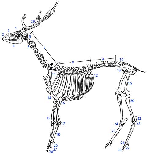 ニホンジカの骨格図