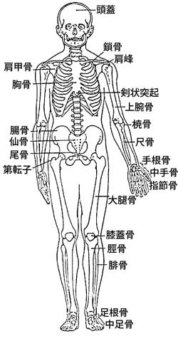 ヒトの骨格図