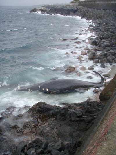 波打ち際に漂流してきたマッコウクジラの写真