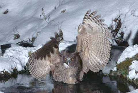 大きな羽を広げ着水しているシマフクロウの写真