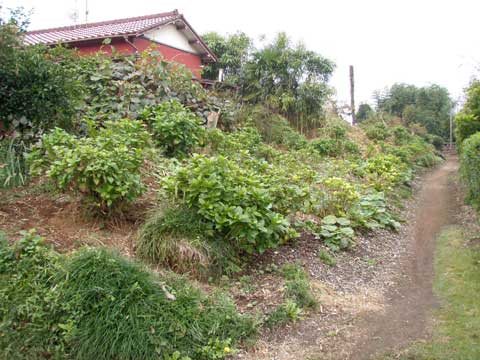 左に赤い家と葉が生い茂る蟻木城跡の土塁の写真