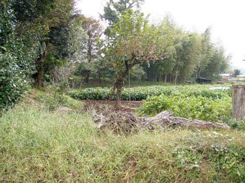 木と葉が生い茂る蟻木城跡の土塁の写真