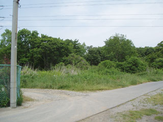 舗装された農業用道路のような道の奥に伸びきった雑草と奥に木がたくさん写っている写真