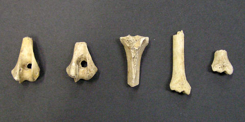 丸く穴が開いている物や大きさや形の違う5つの切断されたタヌキの骨端部が並んでいる写真