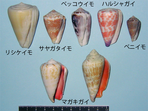 上、左からリシケイモ、サヤガタイモ、ベッコウイモ、ハルシャガイ、ベニイモ、下、マガキガイの写真