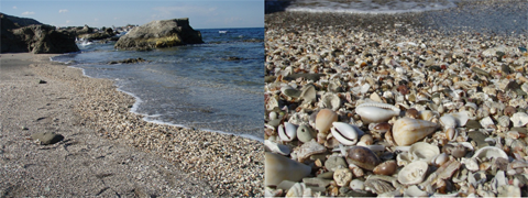 左：貝類が打ちあがった波打ち際の写真、右：たくさんの種類の貝殻の写真
