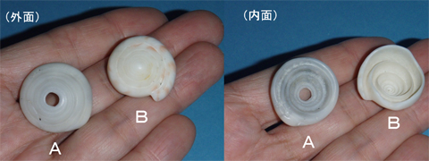 左：手のひらに乗ったイモガイの貝殻（外面）の写真、右：手のひらに乗ったイモガイの貝殻（内面）の写真