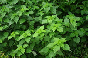 緑色のカラムシと呼ばれる植物が生き生きと群がって生えている様子の写真