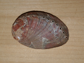赤茶色で上部右側に均等に小さな穴があいている楕円型のトコブシという貝の写真