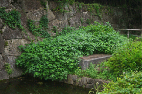 岩で作られた壁や岩の道に緑色の葉が群がって生えている様子の写真