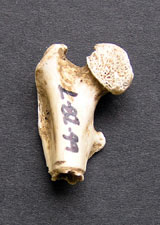 番号の書かれたムササビ骨端部の写真
