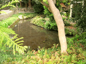草むらの中にある池で鯉が泳いでいる写真