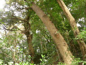 生い茂る木々を下から見上げるあおり構図の写真