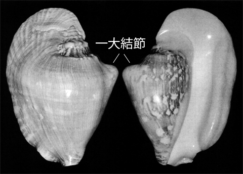 ゴホウラの貝殻が2つ並んでおり、隆起している大結節の箇所を示した写真