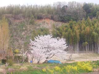 木々に囲まれた中、桜の咲いた木の側に段差になった地面が露出し、一部ブルーシートのかけられている写真